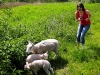 Mikkele and the lambs.