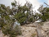 Interesting trees and roots on Mount Charleston.