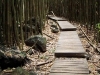 Hiking path through the bamboo forest on the Seven Sacred Pools hike.