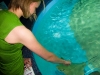 While at the Phoenix aquarium, we got to "pet" a bunch of the sea creatures.  Missy and a stingray.