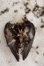 A dead bird on a winter walk.  Fargo, ND.