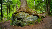 Tree on a rock, Sterling Gorge Falls, Stowe, Vermont.